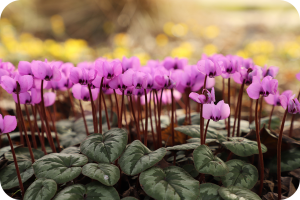 Cyclamen coum